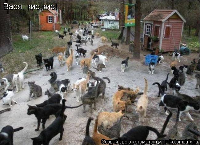 Вася, кис,кис!... Котоматрица: Вася, кис,кис!