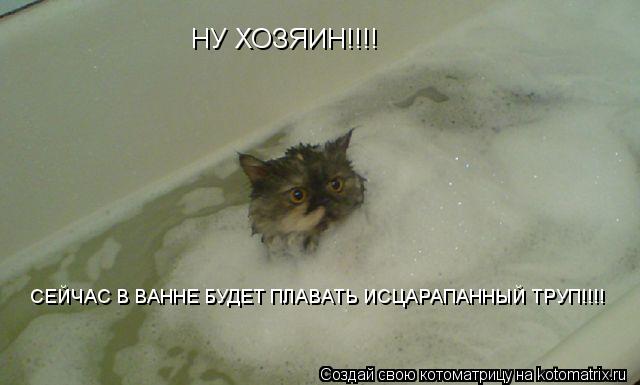 НУ ХОЗЯИН!!!! СЕЙЧАС В ВАННЕ БУДЕТ ПЛАВАТЬ ИСЦАРАПАННЫЙ ТРУП!!!!... Котоматрица: НУ ХОЗЯИН!!!! СЕЙЧАС В ВАННЕ БУДЕТ ПЛАВАТЬ ИСЦАРАПАННЫЙ ТРУП!!!!