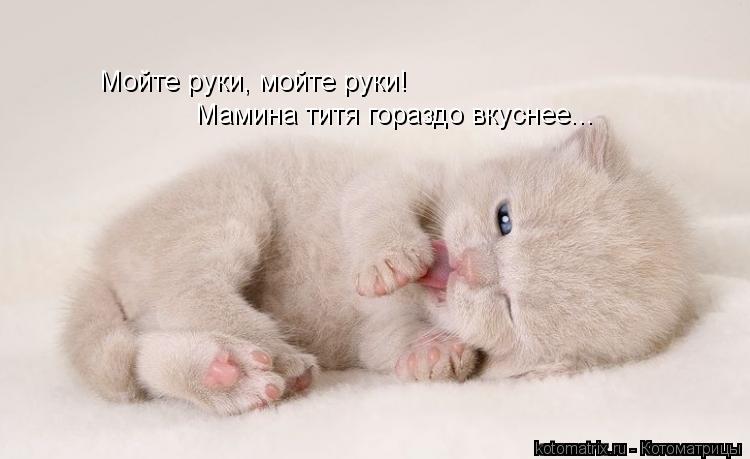 мойр Мойте руки, мойте руки! Мамина титя гораздо вкуснее...... Котоматрица: мойр Мойте руки, мойте руки! Мамина титя гораздо вкуснее...