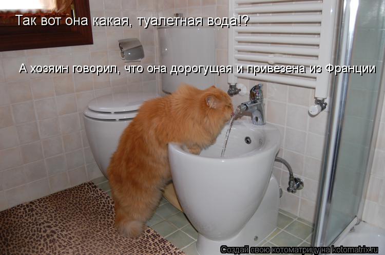 Так вот она какая, туалетная вода!? А хозяин говорил, что она дорогущая и привезена из Франции... Котоматрица: Так вот она какая, туалетная вода!? А хозяин говорил, что она дорогущая и привезена из Франции