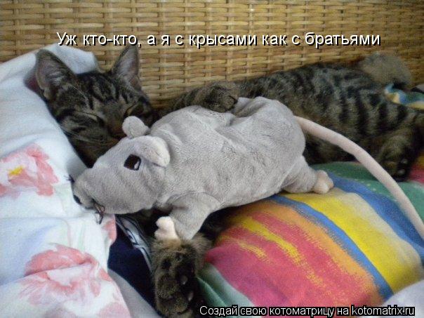 Уж кто-кто, а я с крысами как с братьями... Котоматрица: Уж кто-кто, а я с крысами как с братьями