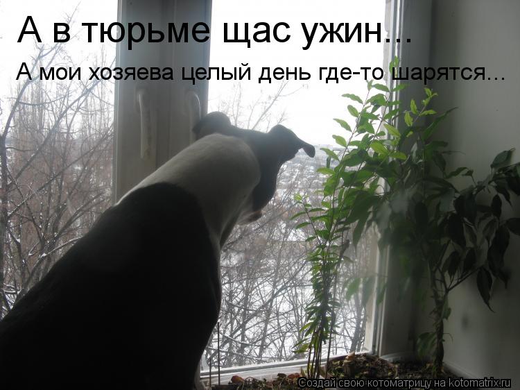 А в тюрьме щас ужин... А мои хозяева целый день где-то шарятся...... Котоматрица: А в тюрьме щас ужин... А мои хозяева целый день где-то шарятся...