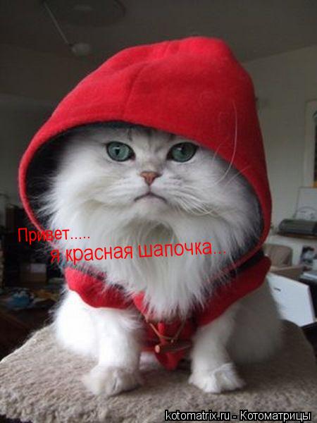 Привет..... я красная шапочка...... Котоматрица: Привет..... я красная шапочка...