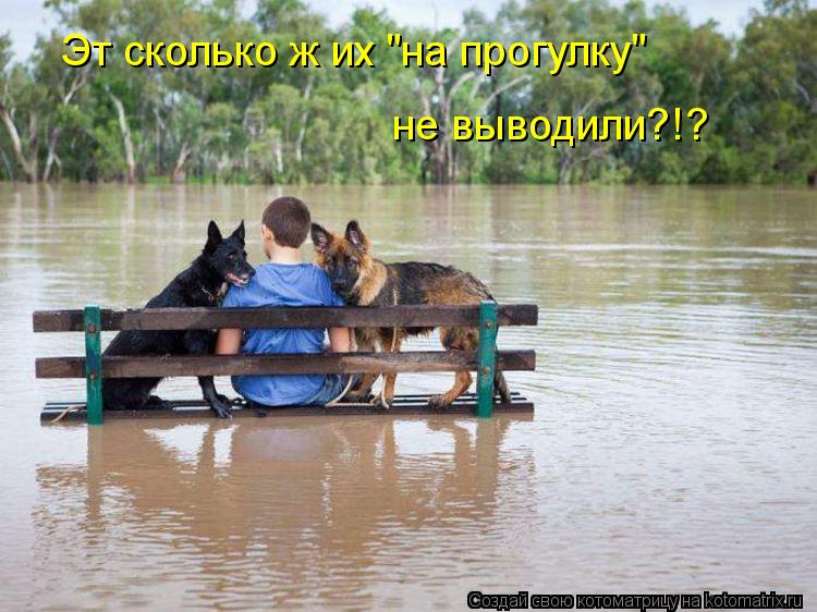 Эт сколько ж их "на прогулку" не выводили?!?... Котоматрица: Эт сколько ж их "на прогулку" не выводили?!?