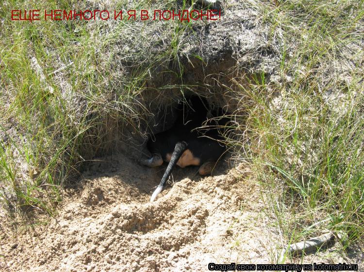 ЕЩЕ НЕМНОГО И Я В ЛОНДОНЕ!... Котоматрица: ЕЩЕ НЕМНОГО И Я В ЛОНДОНЕ!