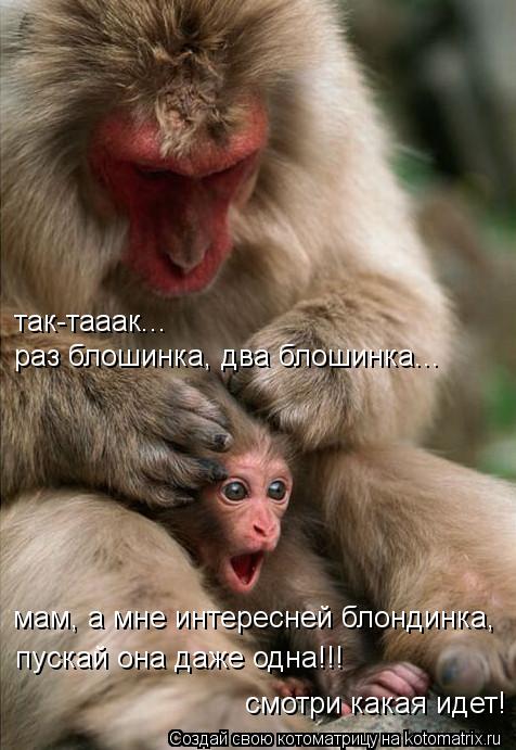 так-тааак... раз блошинка, два блошинка... мам, а мне интересней блондинка, пускай она даже одна!!! с... Котоматрица: так-тааак... раз блошинка, два блошинка... мам, а мне интересней блондинка, пускай она даже одна!!! смотри какая идет!