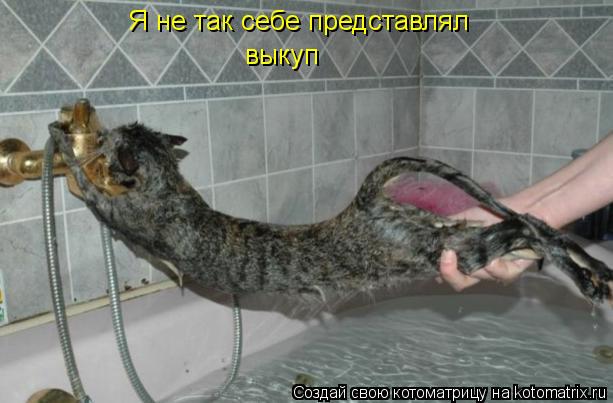 Котоматрица: Я не так себе представлял выкуп