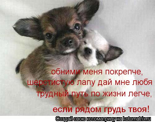 обними меня покрепче, шерстистую лапу дай мне любя трудный путь по жизни легче, если рядом грудь твоя... Котоматрица: обними меня покрепче, шерстистую лапу дай мне любя трудный путь по жизни легче, если рядом грудь твоя!