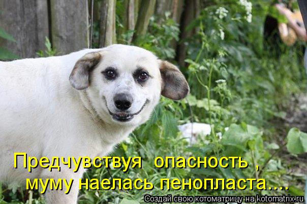 Котоматрица: Предчувствуя  опасность , муму наелась пенопласта....
