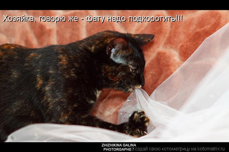 Хозяйка, говорю же - фату надо подкоротить!!!... Котоматрица: Хозяйка, говорю же - фату надо подкоротить!!!