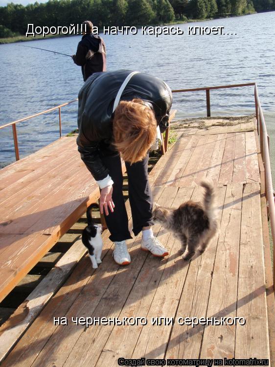 Котоматрица: Дорогой!!! а начто карась клюет.... на черненького или серенького