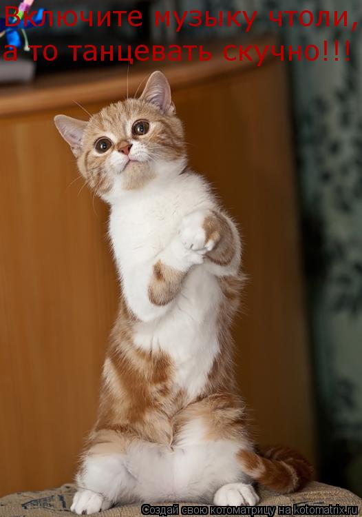 Включите музыку чтоли, а то танцевать скучно!!!... Котоматрица: Включите музыку чтоли, а то танцевать скучно!!!