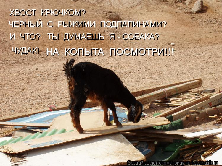 ХВОСТ КРЮЧКОМ? ЧЕРНЫЙ С РЫЖИМИ ПОДПАЛИНАМИ? И ЧТО? ТЫ ДУМАЕШЬ Я - СОБАКА? ЧУДАК! НА КОПЫТА ... Котоматрица: ХВОСТ КРЮЧКОМ? ЧЕРНЫЙ С РЫЖИМИ ПОДПАЛИНАМИ? И ЧТО? ТЫ ДУМАЕШЬ Я - СОБАКА? ЧУДАК! НА КОПЫТА ПОСМОТРИ!!!