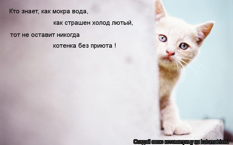 Кто знает, как мокра вода, как страшен холод лютый, тот не оставит никогда котенка без приюта !... Котоматрица: Кто знает, как мокра вода, как страшен холод лютый, тот не оставит никогда котенка без приюта !