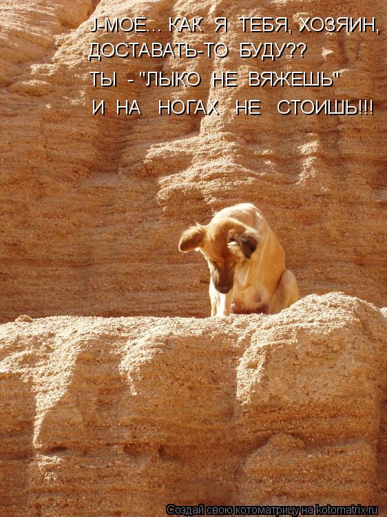 J-МОЕ... КАК Я ТЕБЯ, ХОЗЯИН, ДОСТАВАТЬ-ТО БУДУ?? ТЫ - "ЛЫКО НЕ ВЯЖЕШЬ" И НА НОГАХ НЕ СТО... Котоматрица: J-МОЕ... КАК Я ТЕБЯ, ХОЗЯИН, ДОСТАВАТЬ-ТО БУДУ?? ТЫ - "ЛЫКО НЕ ВЯЖЕШЬ" И НА НОГАХ НЕ СТОИШЬ!!!
