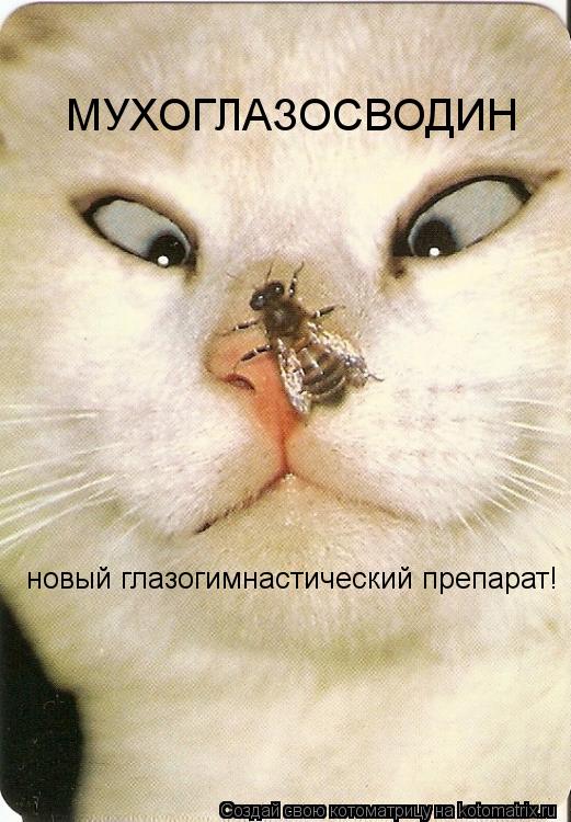 МУХОГЛАЗОСВОДИН новый глазогимнастический препарат!... Котоматрица: МУХОГЛАЗОСВОДИН новый глазогимнастический препарат!