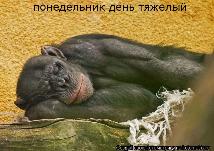 понедельник день тяжелый... Котоматрица: понедельник день тяжелый