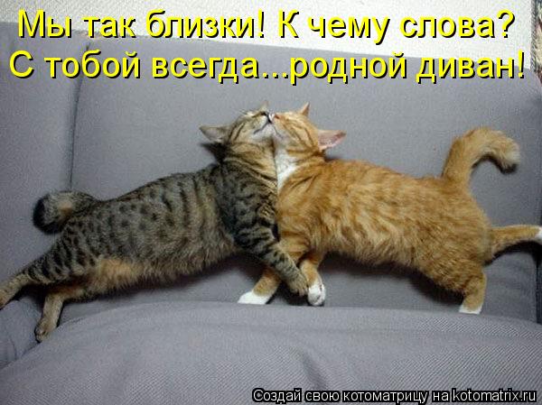 Котоматрица: Мы так близки! К чему слова? С тобой всегда...родной диван!