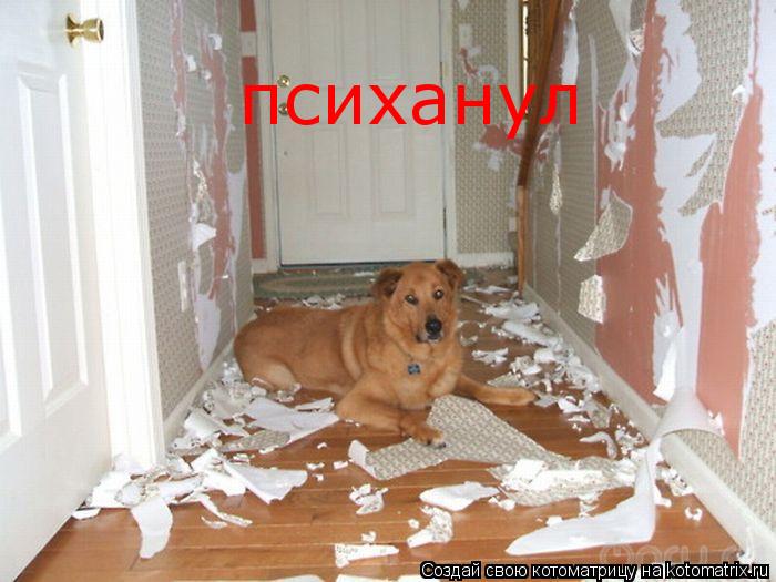 Котоматрица: психанул психанул