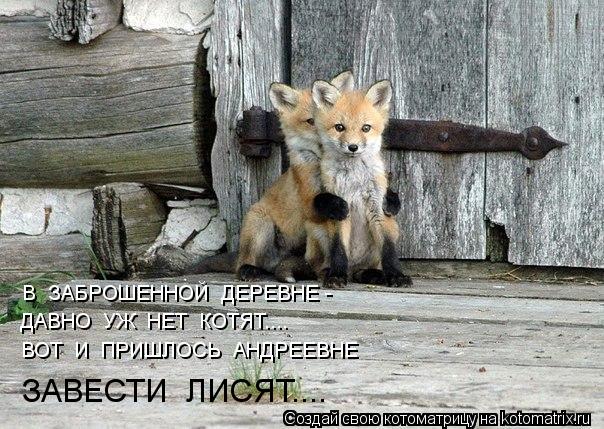 Котоматрица: В  ЗАБРОШЕННОЙ  ДЕРЕВНЕ - ДАВНО  УЖ  НЕТ  КОТЯТ.... ВОТ  И  ПРИШЛОСЬ  АНДРЕЕВНЕ ЗАВЕСТИ  ЛИСЯТ....