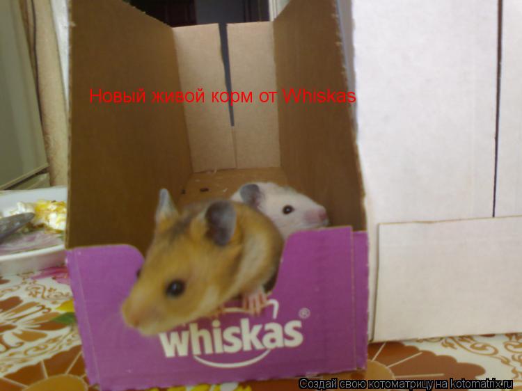 Котоматрица: Новый живой корм от Whiskas