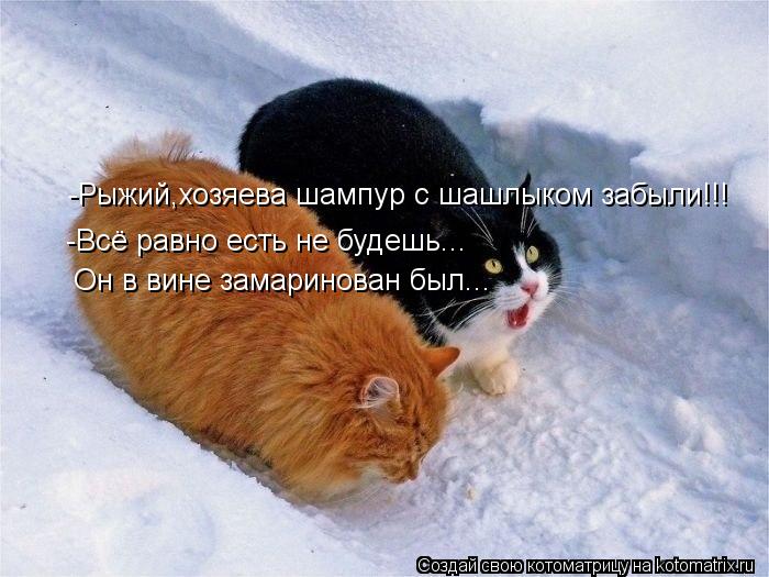Котоматрица: -Рыжий,хозяева шампур с шашлыком забыли!!! -Всё равно есть не будешь... Он в вине замаринован был...