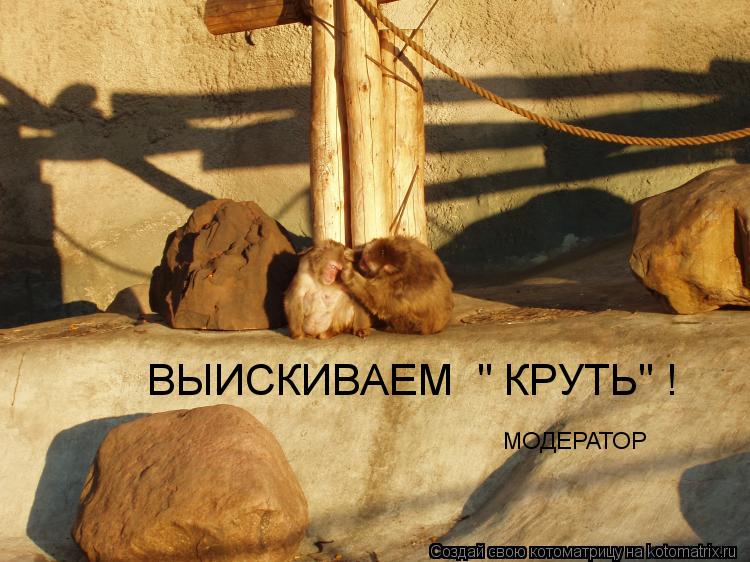 Котоматрица: ВЫИСКИВАЕМ  " КРУТЬ" ! МОДЕРАТОР