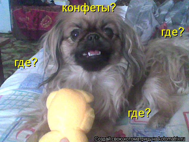 Котоматрица: конфеты? где? где? где?