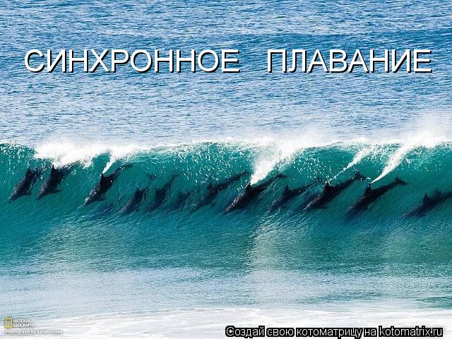 Котоматрица: СИНХРОННОЕ   ПЛАВАНИЕ