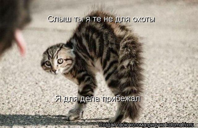 Котоматрица: Слыш ты я те не для охоты Я для дела прибежал