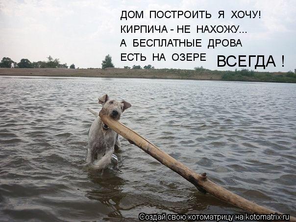 ДОМ ПОСТРОИТЬ Я ХОЧУ! КИРПИЧА - НЕ НАХОЖУ... А БЕСПЛАТНЫЕ ДРОВА ЕСТЬ НА ОЗЕРЕ ВСЕГДА !... Котоматрица: ДОМ ПОСТРОИТЬ Я ХОЧУ! КИРПИЧА - НЕ НАХОЖУ... А БЕСПЛАТНЫЕ ДРОВА ЕСТЬ НА ОЗЕРЕ ВСЕГДА !
