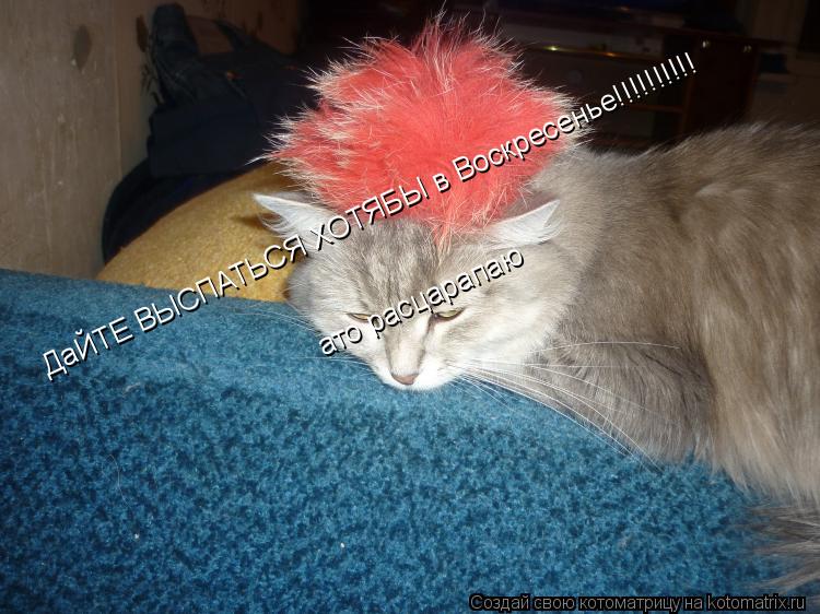 ДаЙТЕ ВЫСПАТЬСЯ ХОТЯБЫ в Воскресенье!!!!!!!!!! ато расцарапаю... Котоматрица: ДаЙТЕ ВЫСПАТЬСЯ ХОТЯБЫ в Воскресенье!!!!!!!!!! ато расцарапаю