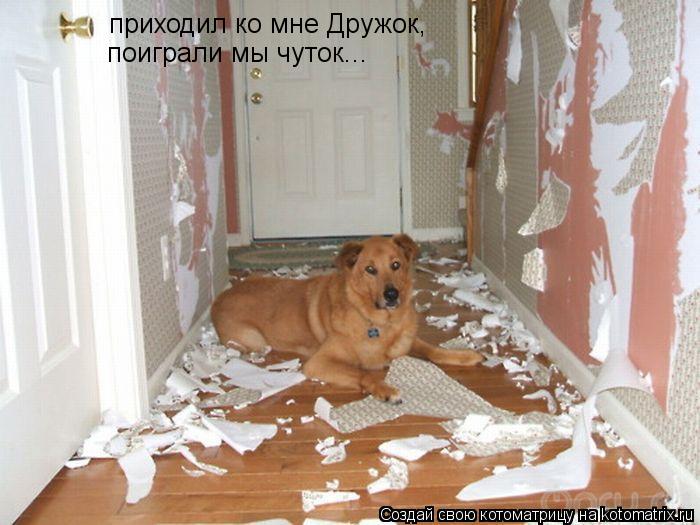 приходил ко мне Дружок, поиграли мы чуток...... Котоматрица: приходил ко мне Дружок, поиграли мы чуток...