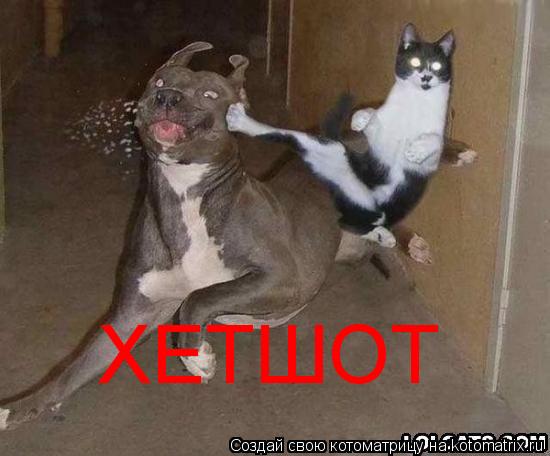 ХЕТШОТ... Котоматрица: ХЕТШОТ
