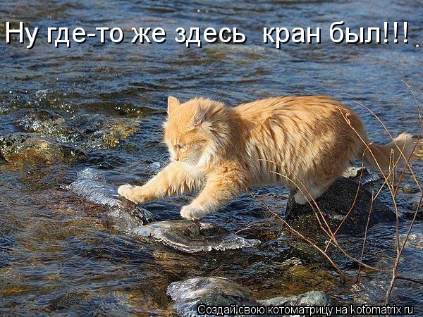 Ну где-то же здесь кран был!!!... Котоматрица: Ну где-то же здесь кран был!!!