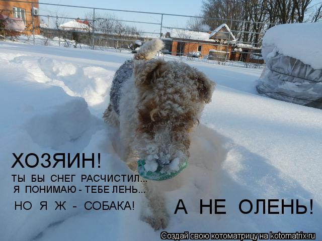 ТЫ БЫ СНЕГ РАСЧИСТИЛ... Я ПОНИМАЮ - ТЕБЕ ЛЕНЬ... НО Я Ж - СОБАКА! ХОЗЯИН! А НЕ ОЛЕНЬ!... Котоматрица: ТЫ БЫ СНЕГ РАСЧИСТИЛ... Я ПОНИМАЮ - ТЕБЕ ЛЕНЬ... НО Я Ж - СОБАКА! ХОЗЯИН! А НЕ ОЛЕНЬ!