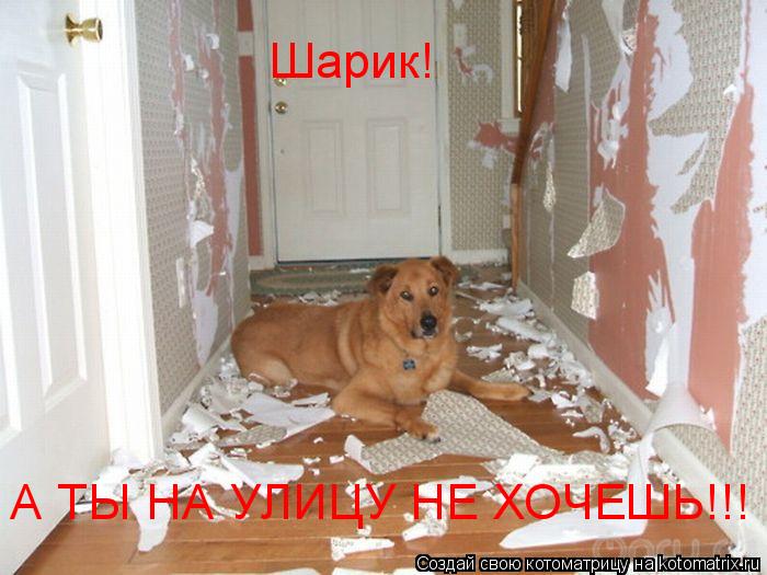Шарик! А ТЫ НА УЛИЦУ НЕ ХОЧЕШЬ!!!... Котоматрица: Шарик! А ТЫ НА УЛИЦУ НЕ ХОЧЕШЬ!!!