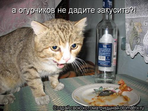 а огурчиков не дадите закусить?!... Котоматрица: а огурчиков не дадите закусить?!