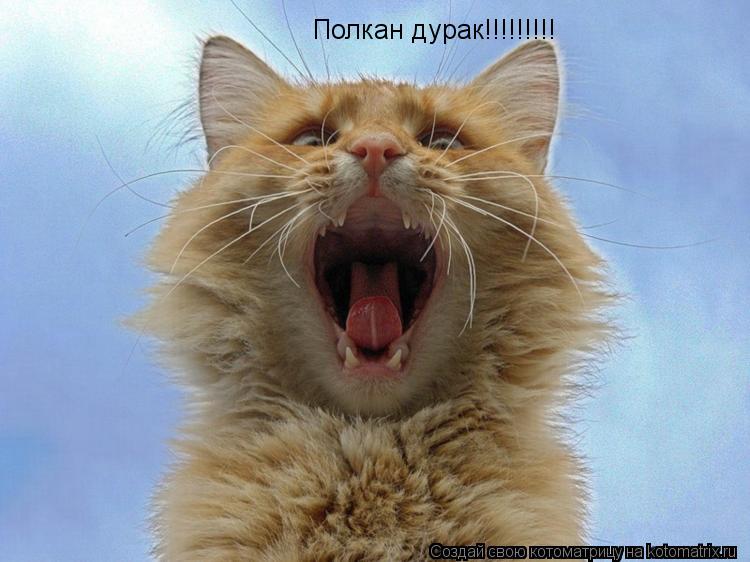 Полкан дурак!!!!!!!!!... Котоматрица: Полкан дурак!!!!!!!!!