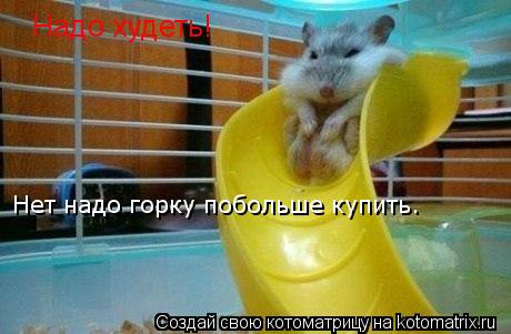 Котоматрица: Надо худеть! Нет надо горку побольше купить.