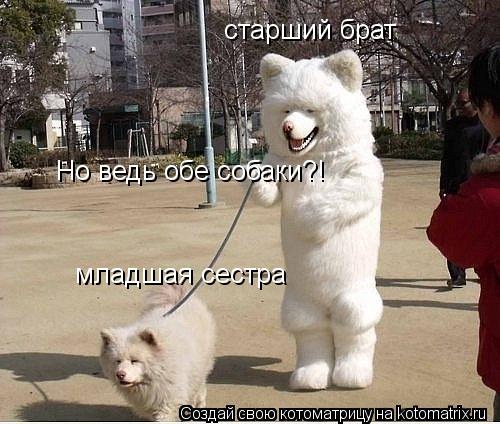 Котоматрица: старший брат младшая сестра Но ведь обе собаки?!