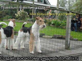Котоматрица: Правельно правельно,уходи Мне больше мясо достанется.