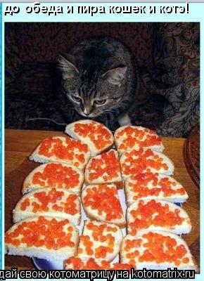 Котоматрица: до обеда и пира кошек и котэ!