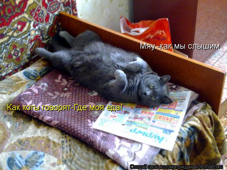 Котоматрица: Мяу.-как мы слышим Как коты говорят-Где моя еда!
