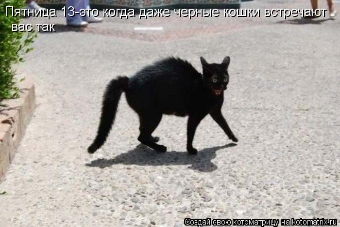 Котоматрица: Пятница 13-это когда даже черные кошки встречают вас так