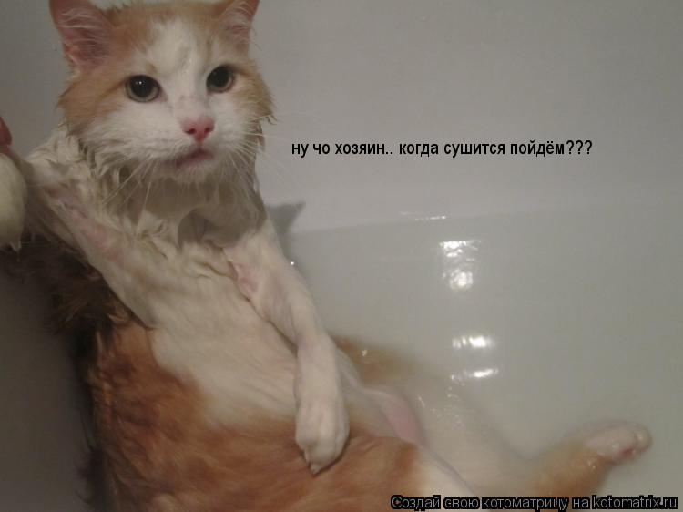 Котоматрица: ну чо хозяин.. когда сушится пойдём???