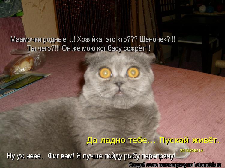 Котоматрица: Маамочки родные....! Хозяйка, это кто??? Щеночек?!!! Ты чего?!!! Он же мою колбасу сожрёт!!! Да ладно тебе... Пускай живёт. Ну уж неее... Фиг вам! Я л