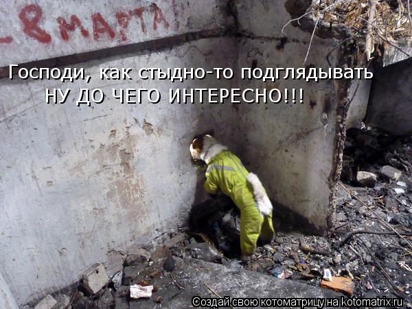 Котоматрица: Господи, как стыдно-то подглядывать НУ ДО ЧЕГО ИНТЕРЕСНО!!!