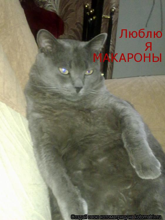 Котоматрица: Люблю  Я МАКАРОНЫ