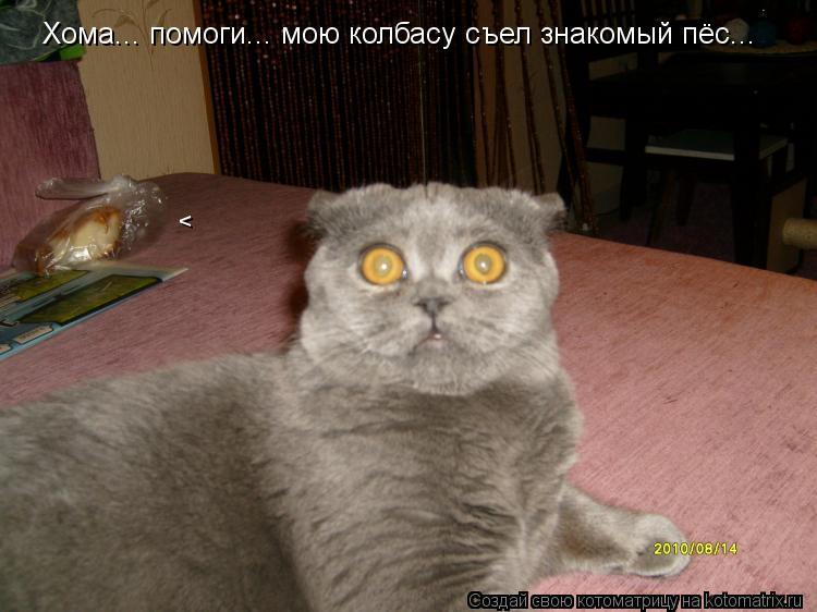 Котоматрица: Хома... помоги... мою колбасу съел знакомый пёс... ^